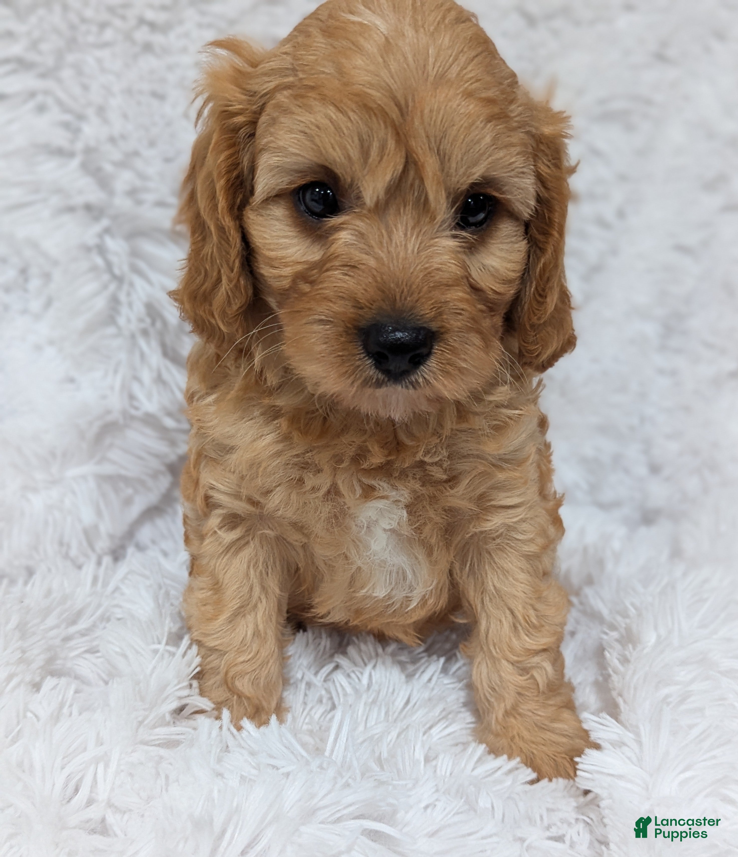 Cavapoo dogs Charlie  - Ad 2