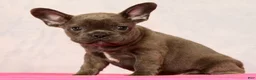 French Bulldog dogs for sale: Parker - Ad 7