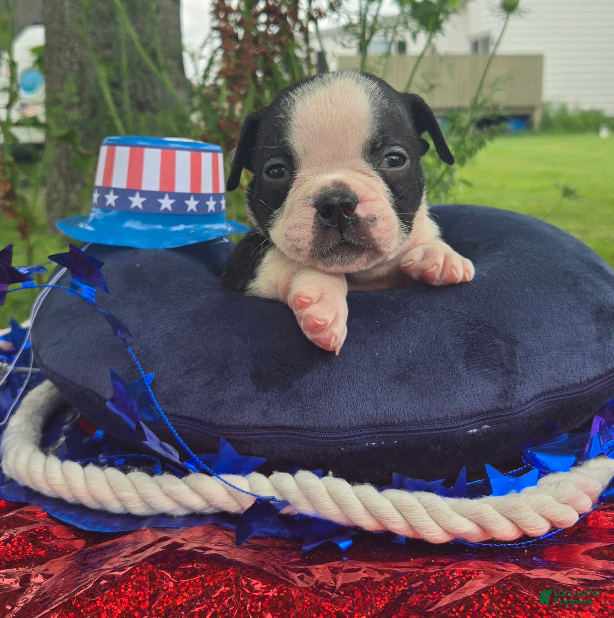 Olde English Bulldogge dogs Forky - Ad 1