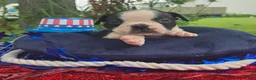 Olde English Bulldogge dogs for sale: Forky - Ad 6