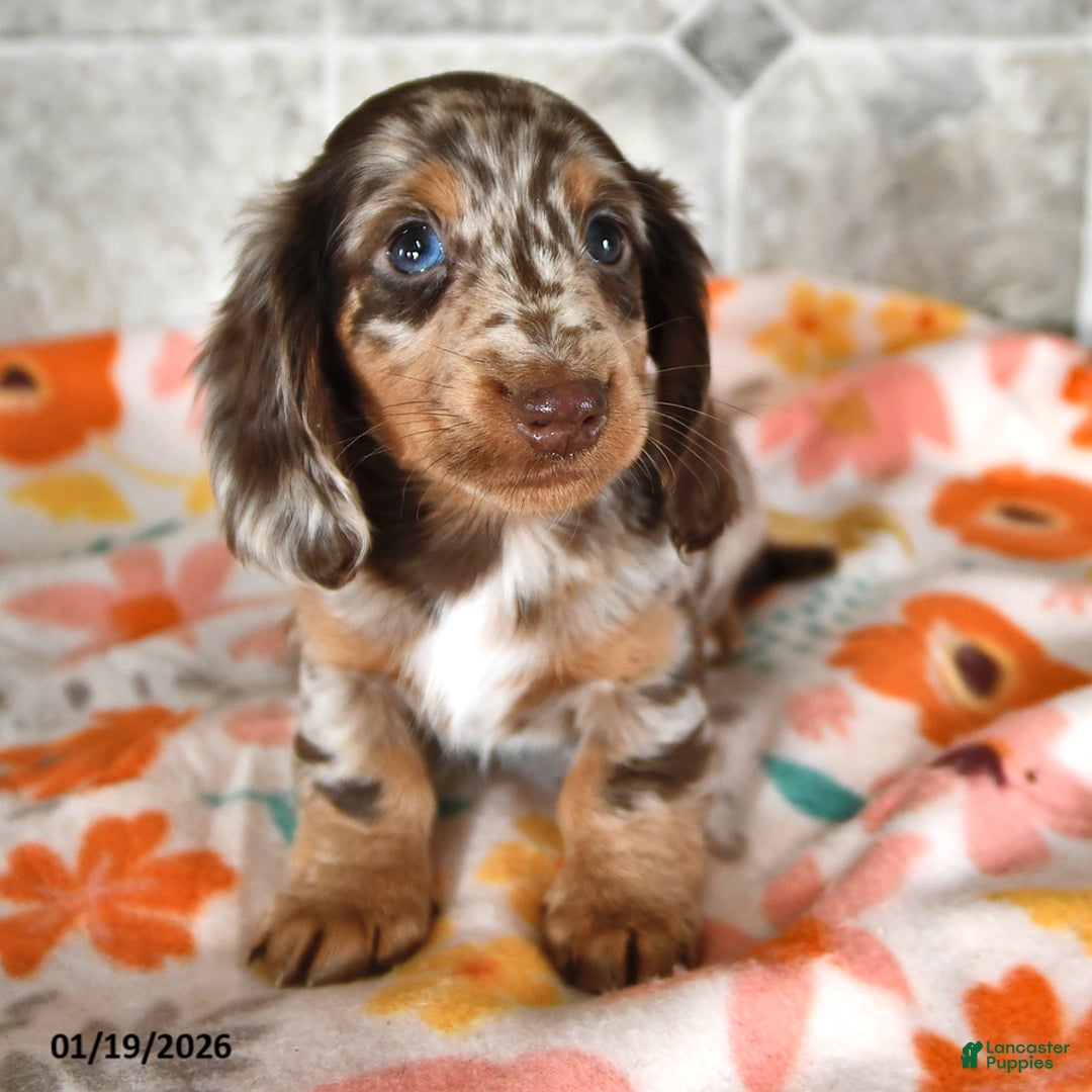Miniature Dachshund dogs for sale: Hershey - Ad 1