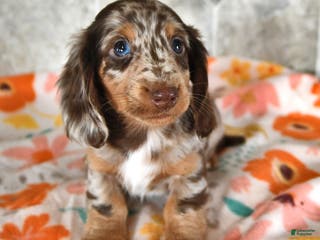 Miniature Dachshund dogs Hershey - Ad 36