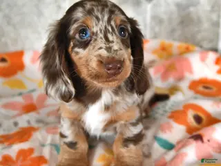 Miniature Dachshund dogs Hershey - Ad 15