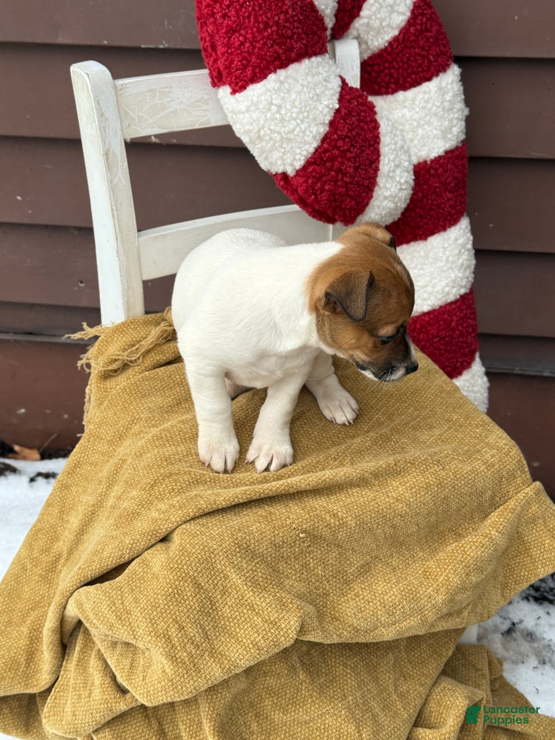 Jack Russell Terrier dogs for sale: Jojo - Ad 5
