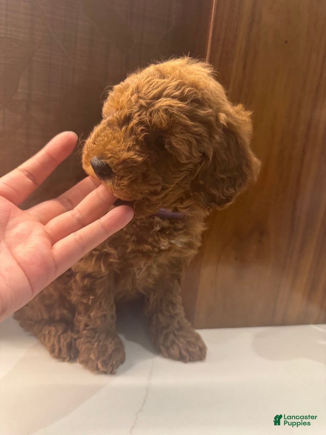 Toy Poodle dogs for sale: Coffee - Ad 4
