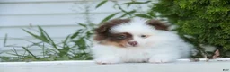 Pomeranian dogs for sale: Kibbles Pomeranian  - Ad 10