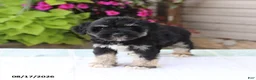 Miniature Schnauzer dogs for sale: Payton - Ad 4