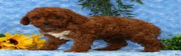 Cavapoo dogs for sale: Logan - Ad 5