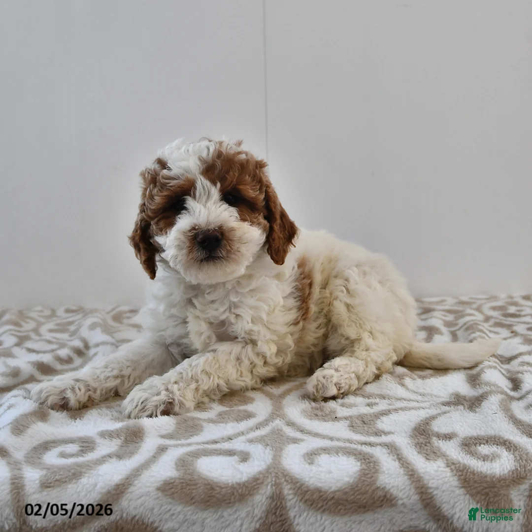 Mini Goldendoodle dogs for sale: Oakley - Ad 4