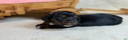 Miniature Dachshund dogs for sale: Black girl - Ad 9