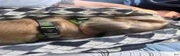 Miniature Dachshund dogs for sale: Teddy - Ad 25
