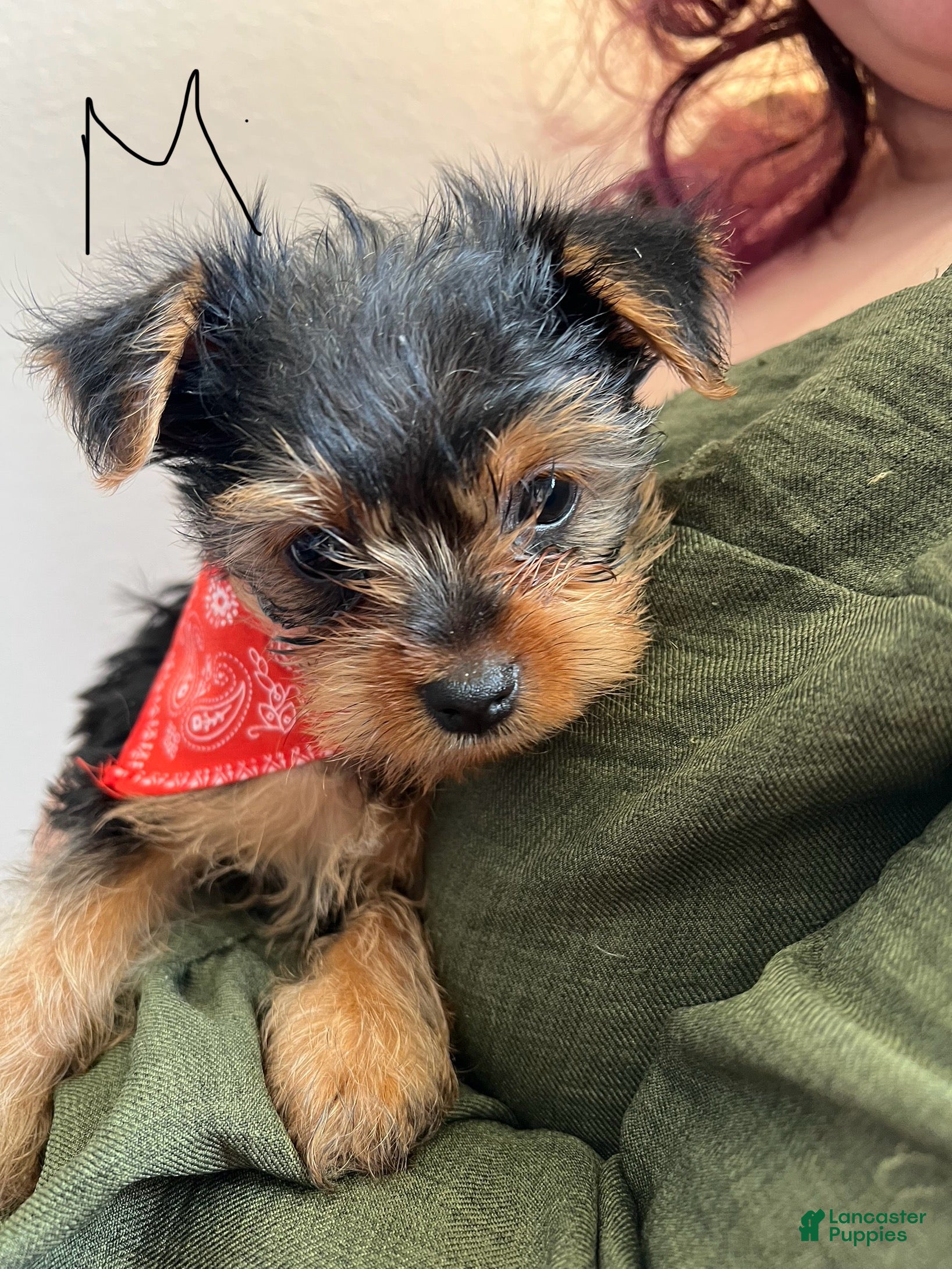 Yorkshire Terrier dogs Yorkshire Terrier Puppy 1 - Ad 9