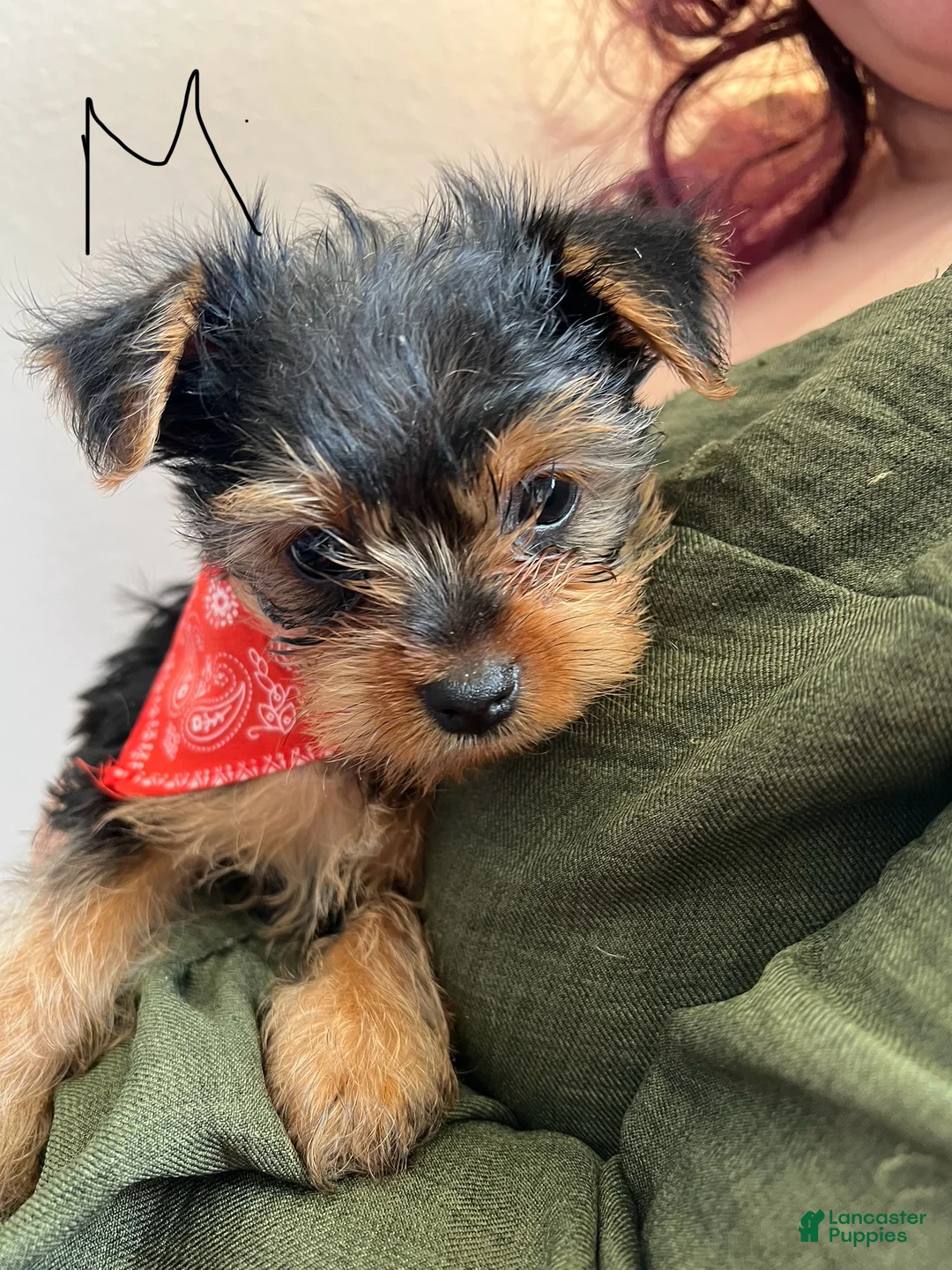 Yorkshire Terrier dogs for sale: Yorkshire Terrier Puppy 1 - Ad 1