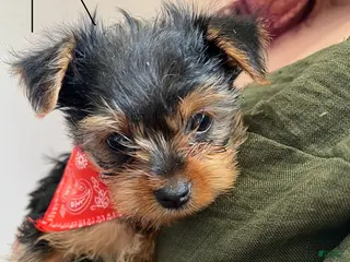 Yorkshire Terrier dogs Yorkshire Terrier Puppy 1 - Ad 9