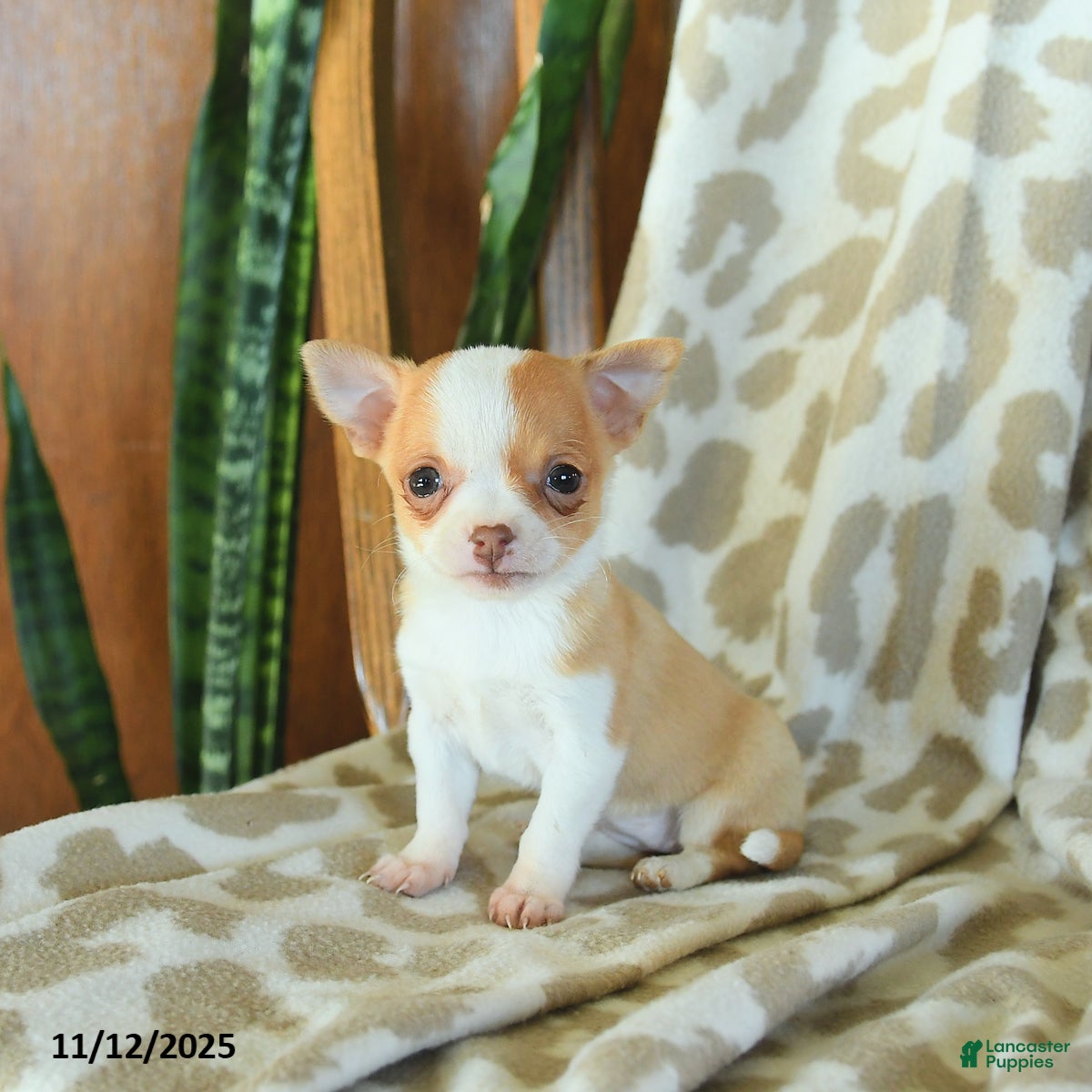 Chihuahua dogs Tulip - Ad 34