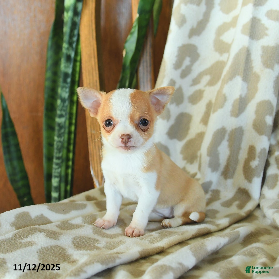 Chihuahua dogs for sale: Tulip - Ad 1