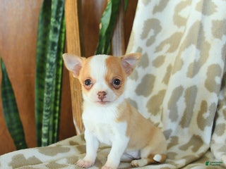 Chihuahua dogs - Ad 5