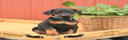 Doberman Pinscher dogs for sale: Richie - Ad 3