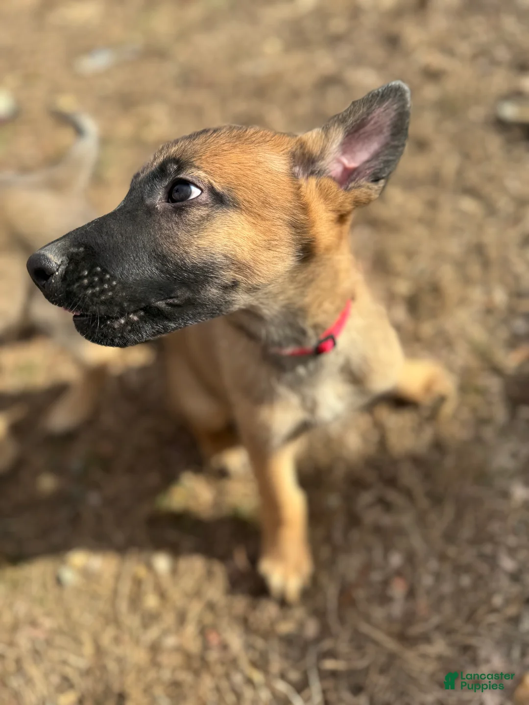 Mixed Breed dogs for sale: Red - Ad 4