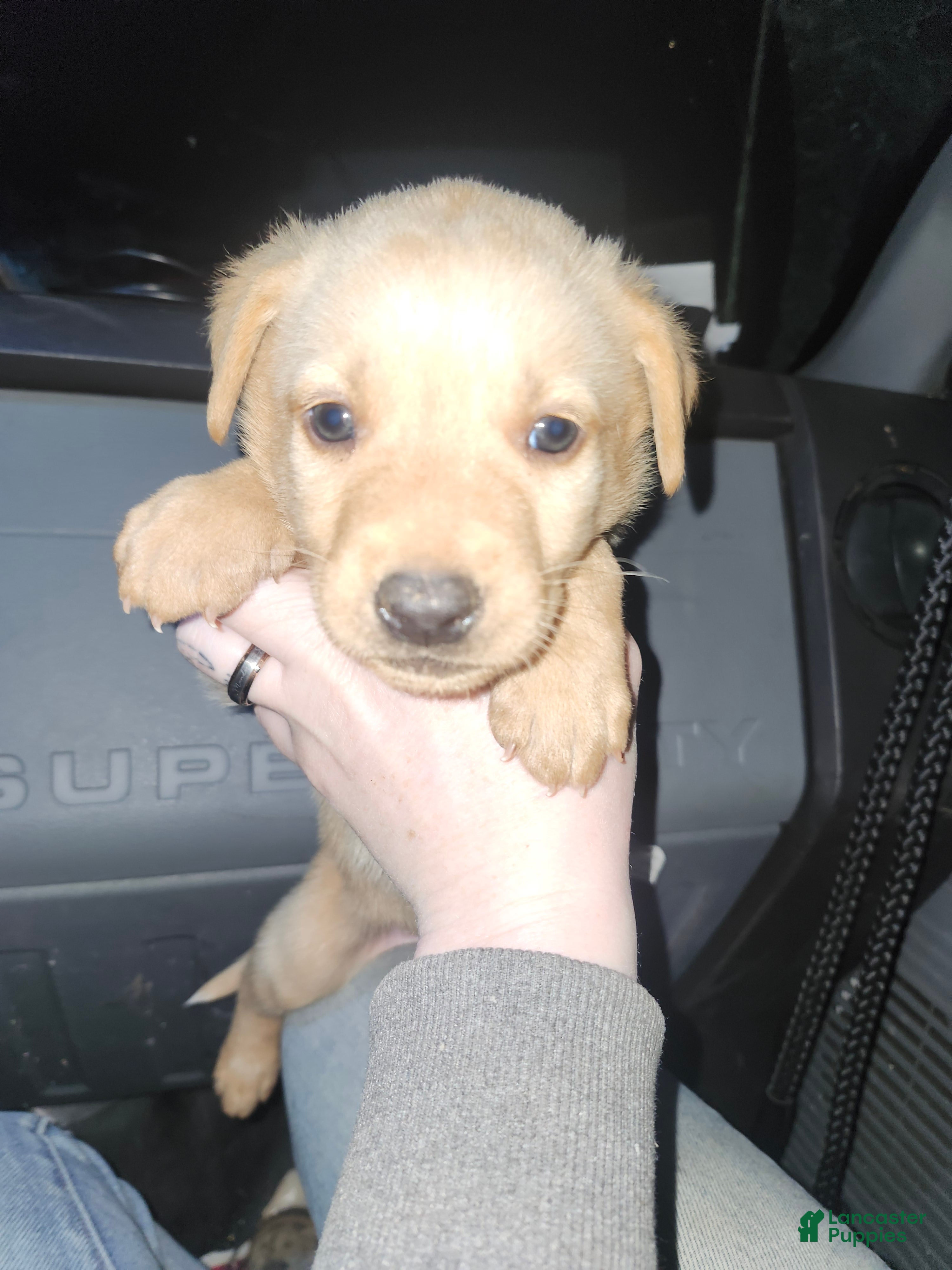 Labrador Retriever dogs Labrador Retriever Puppy 2 - Ad 11