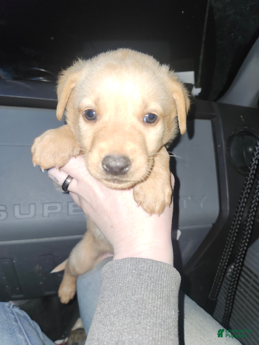 Labrador Retriever dogs for sale: Labrador Retriever Puppy 2 - Ad 1