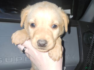 Labrador Retriever dogs Labrador Retriever Puppy 2 - Ad 11