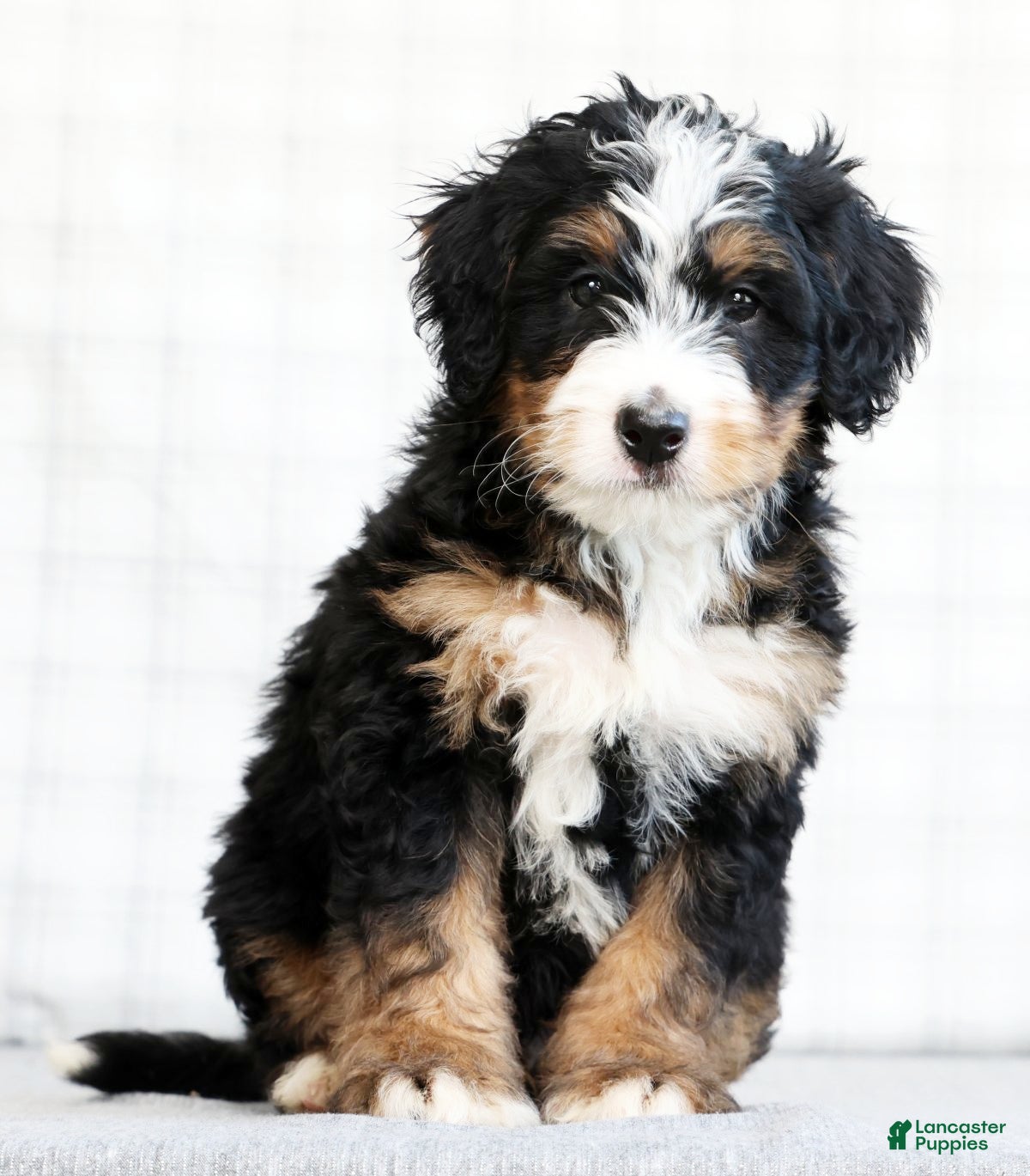 Mini Bernedoodle dogs Kody - Ad 1
