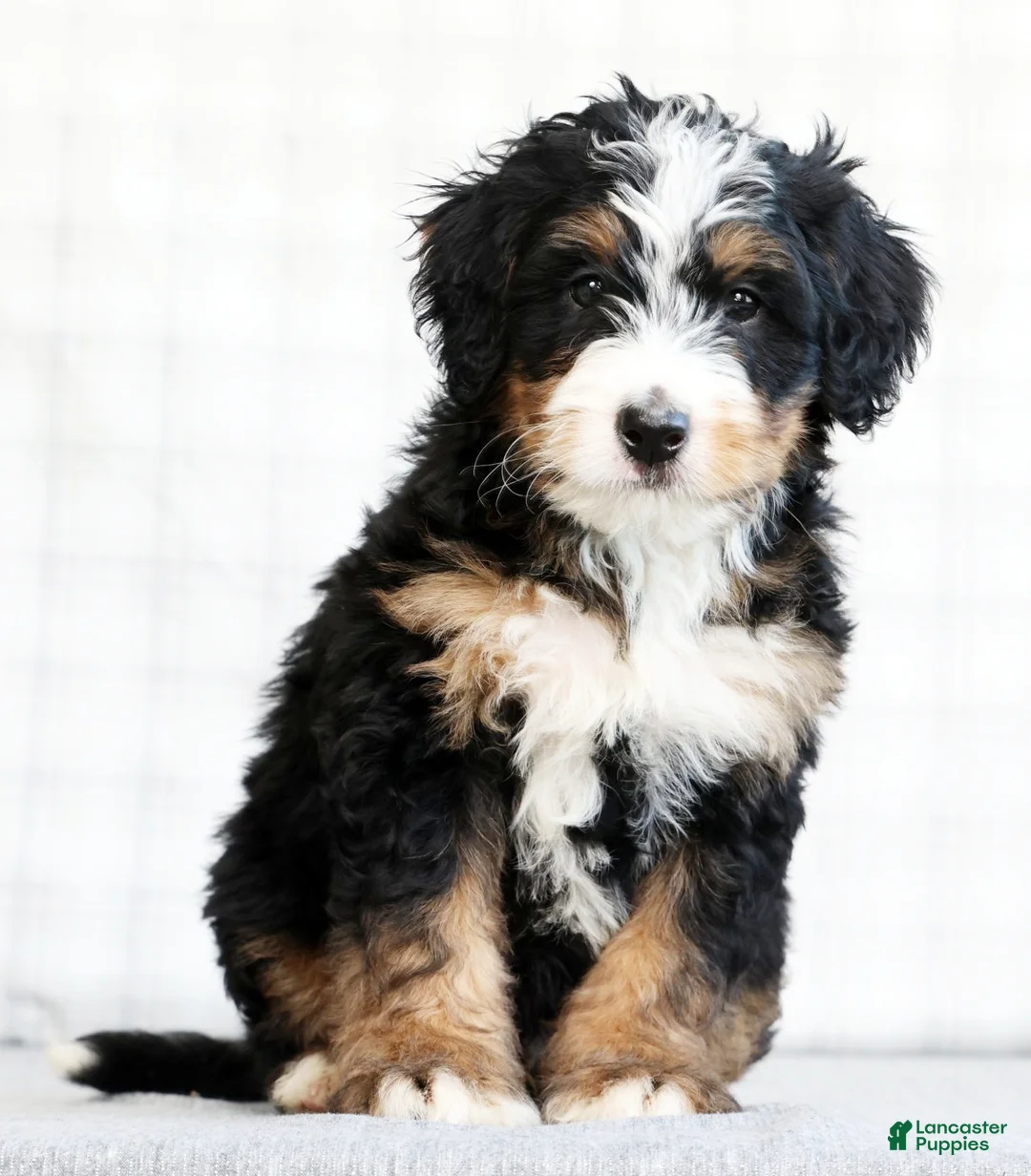 Mini Bernedoodle dogs for sale: Kody - Ad 1