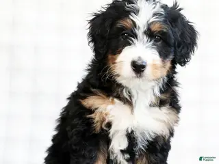 Mini Bernedoodle dogs for sale: Kody - Ad 1