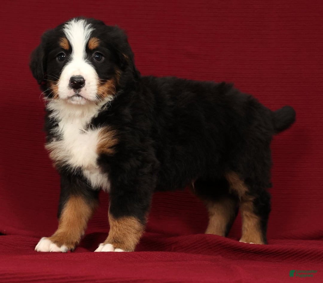 Bernese Mountain Dog dogs for sale: Buddy - Ad 5
