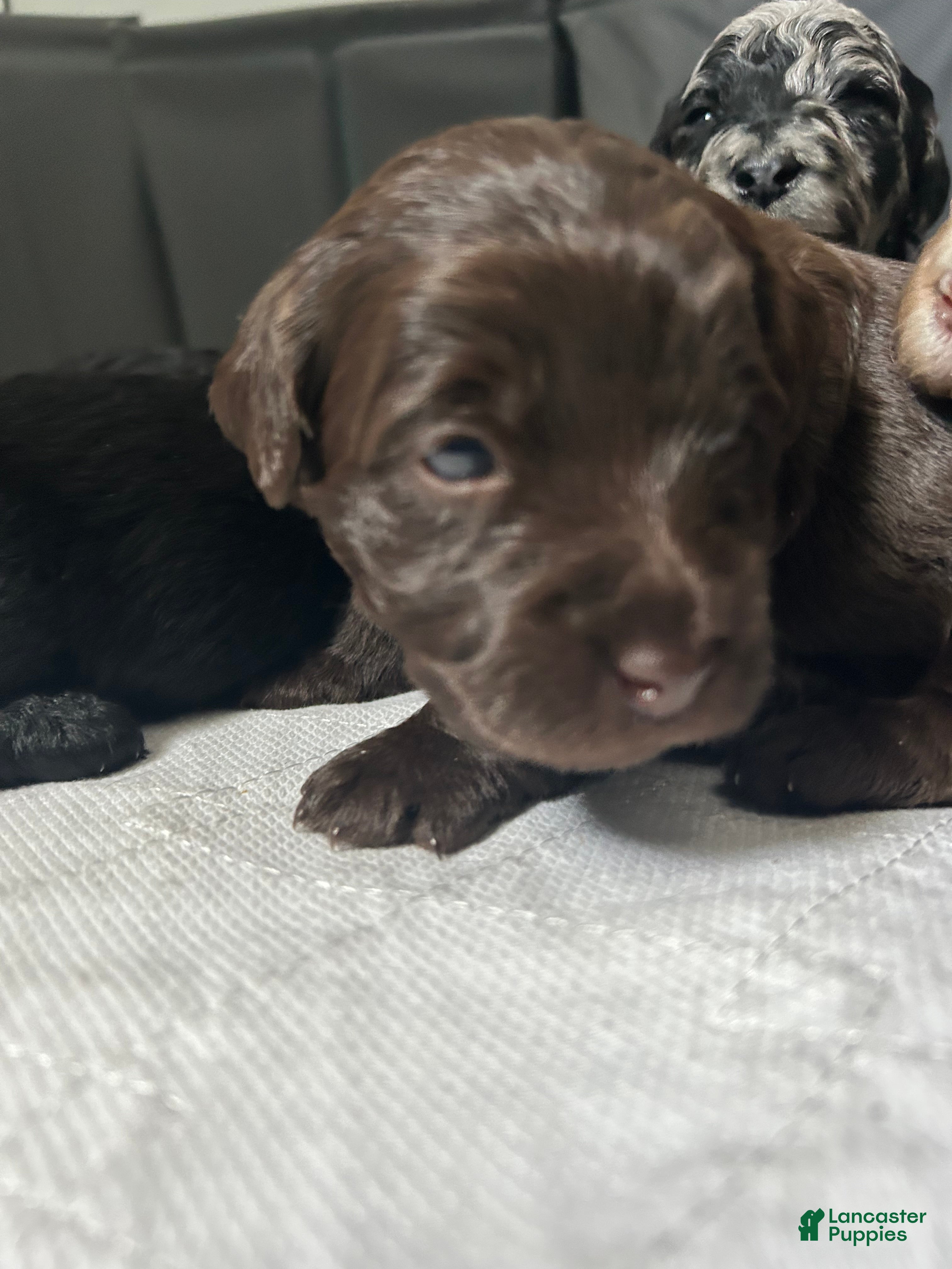 Labradoodle dogs Oakley - Ad 27