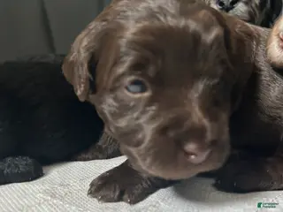 Labradoodle dogs Oakley - Ad 27