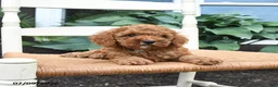 Toy Poodle dogs for sale: Nutmeg - Ad 4
