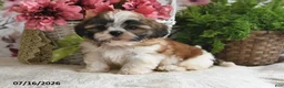 Shih Tzu dogs for sale: Kyler - Ad 4
