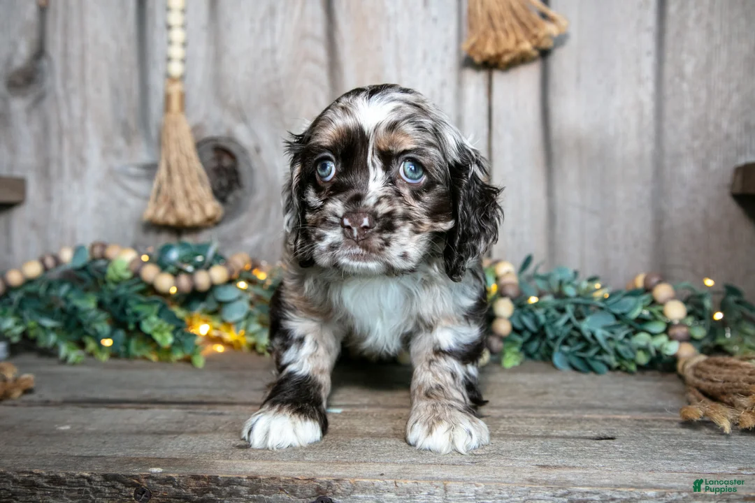 Cocker Spaniel dogs for sale: Cleo - Ad 2
