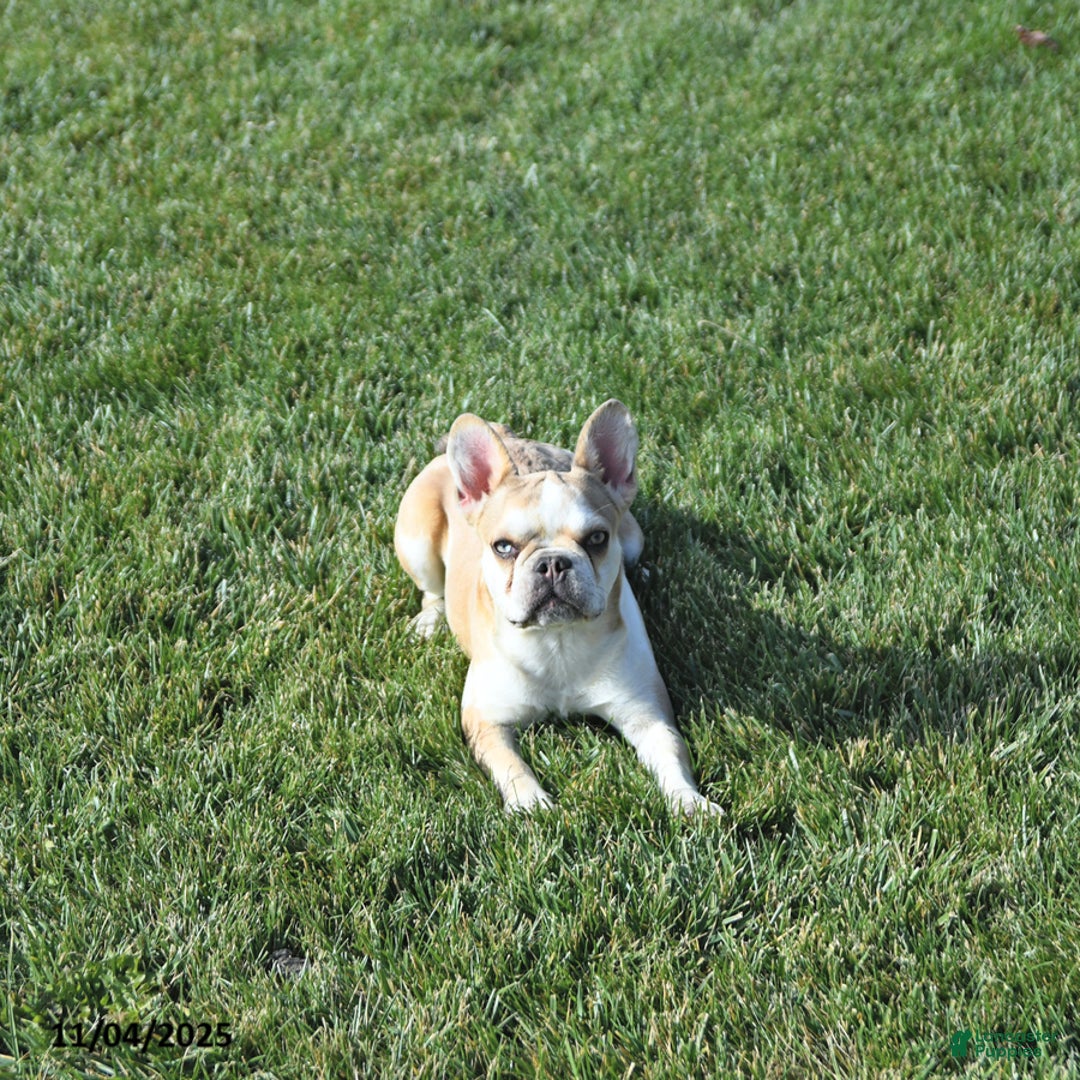 French Bulldog dogs for sale: Skye - Ad 2