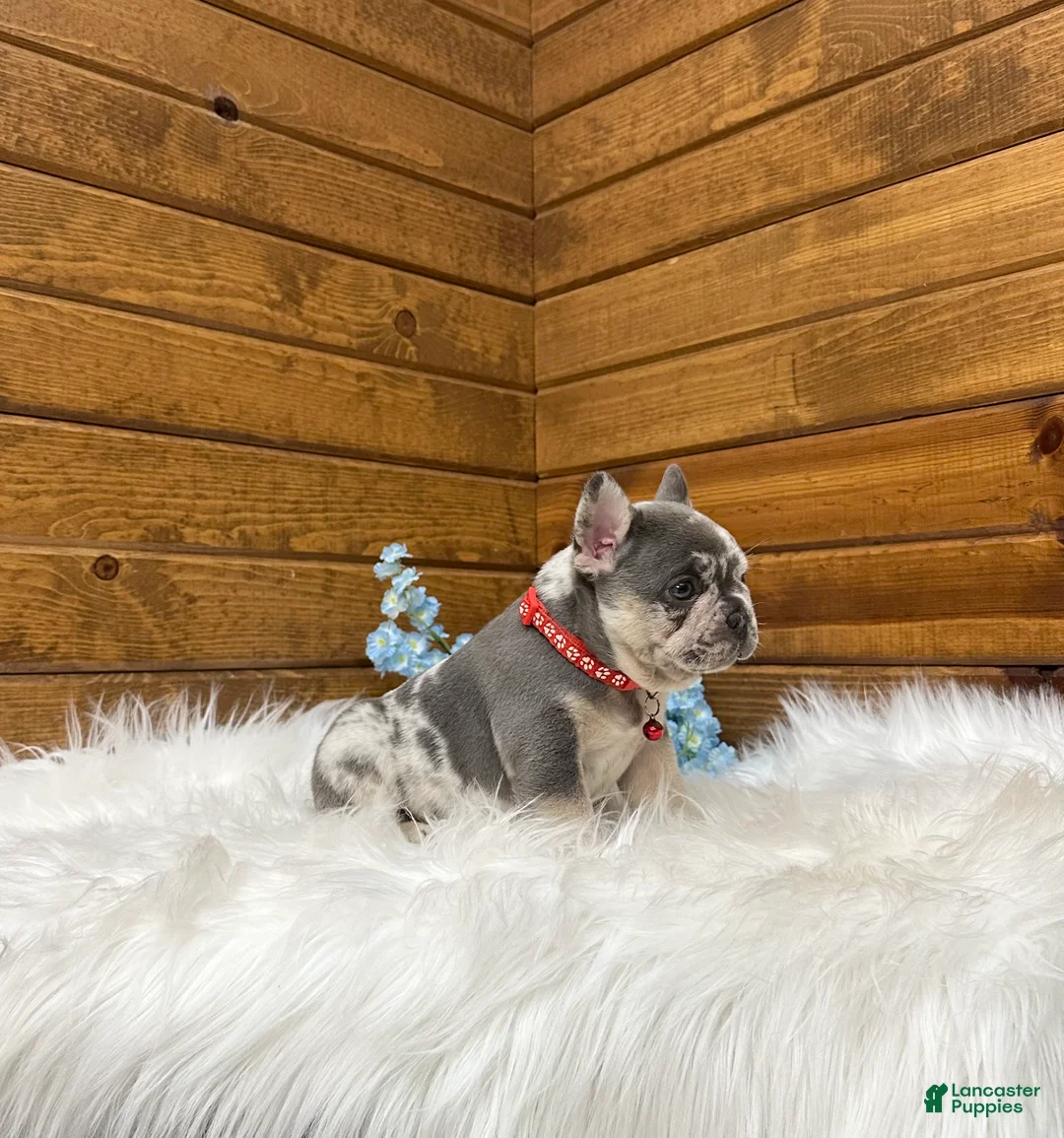 French Bulldog dogs for sale: Jace - Ad 2