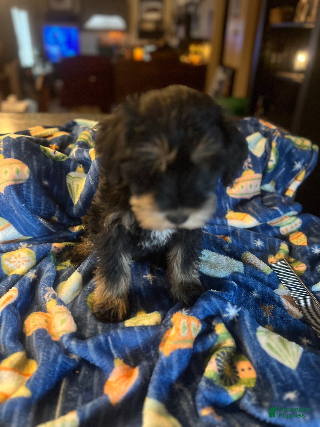Miniature Schnauzer dogs for sale: Kali - Ad 15