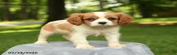 Cavalier King Charles Spaniel dogs for sale: Marshall - Ad 2