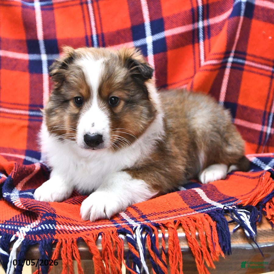 Shetland Sheepdog dogs Mr Christmas - Ad 1