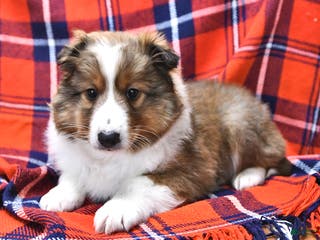 Shetland Sheepdog dogs Mr Christmas - Ad 5