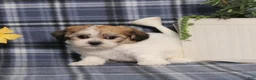 Teddy Bear dogs for sale: Odessa - Ad 3