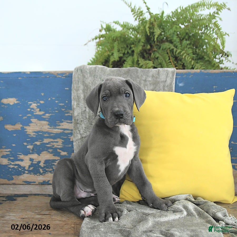 Great Dane dogs Caesar - Ad 2
