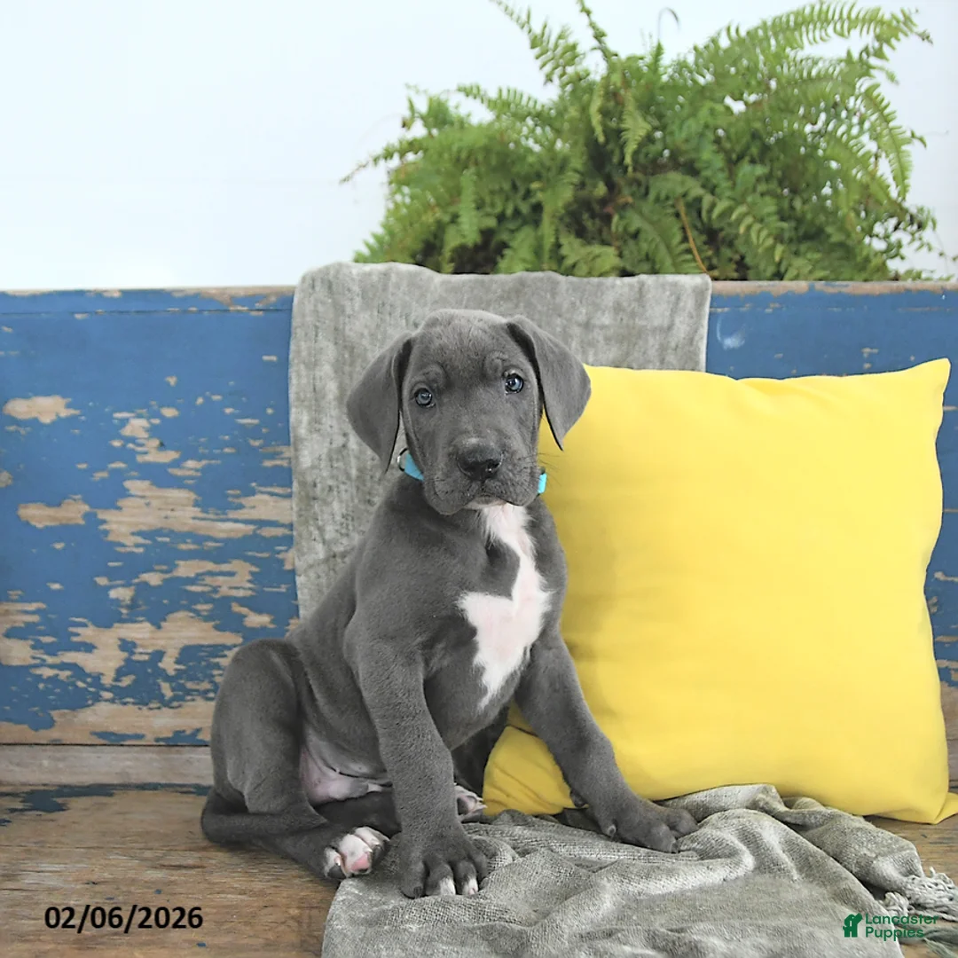 Great Dane dogs for sale: Caesar - Ad 2