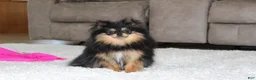 Pomeranian dogs for sale: Teacup Macy - Ad 3