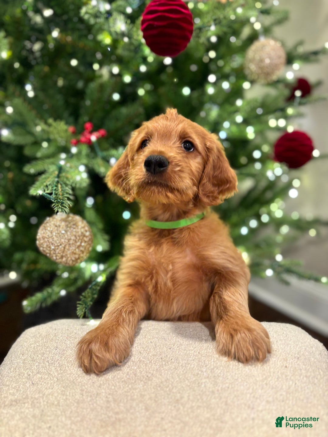 Goldendoodle dogs for sale: green - Ad 2