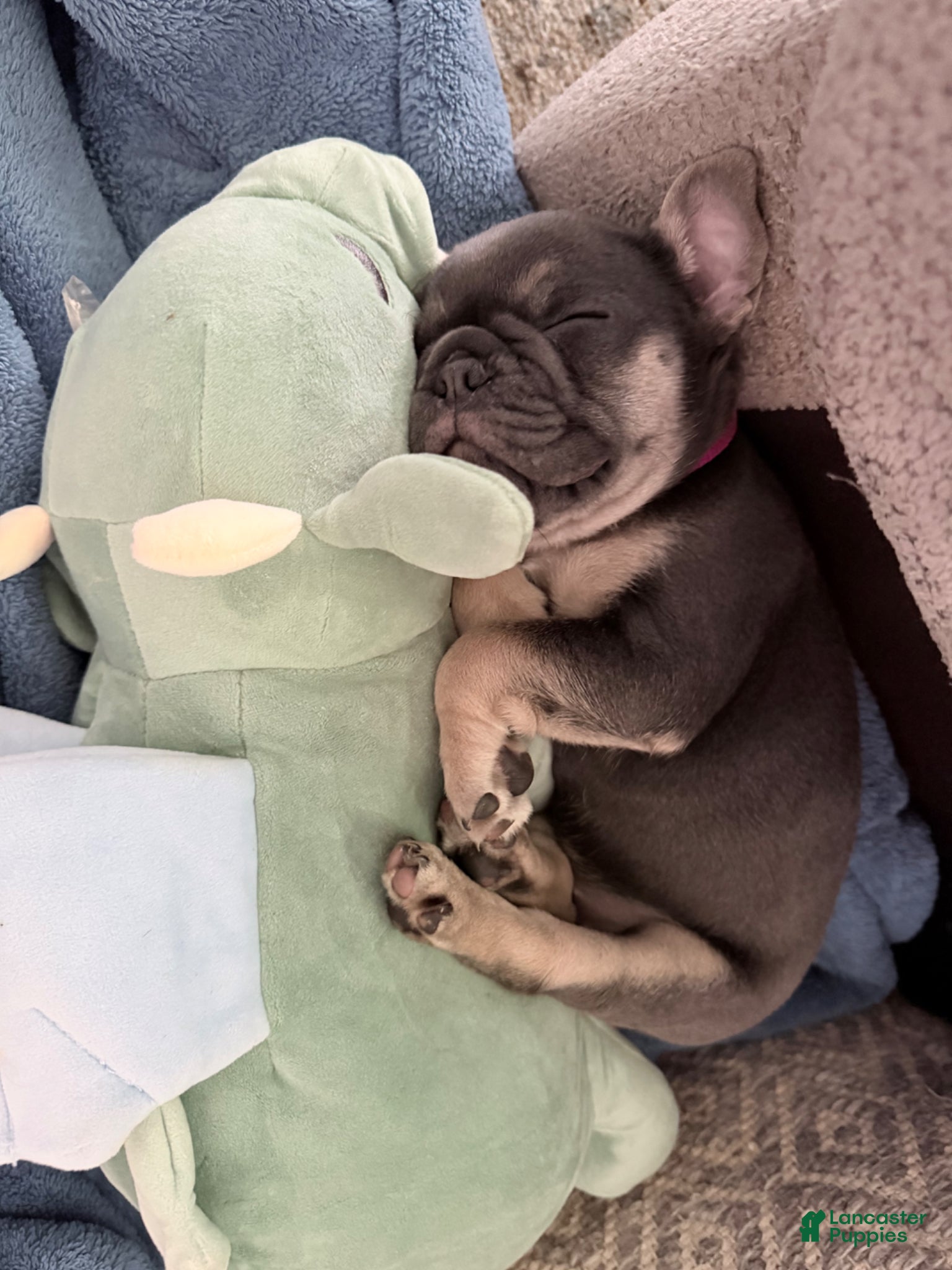 French Bulldog dogs for sale: French Bulldog Female AKC - Ad 5