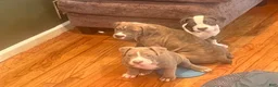 American Bully dogs for sale: Phantom  - Ad 17