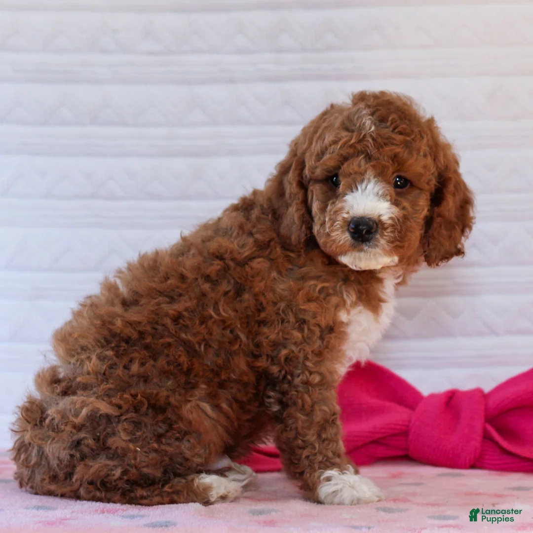Mini Goldendoodle dogs for sale: Jack  - Ad 2