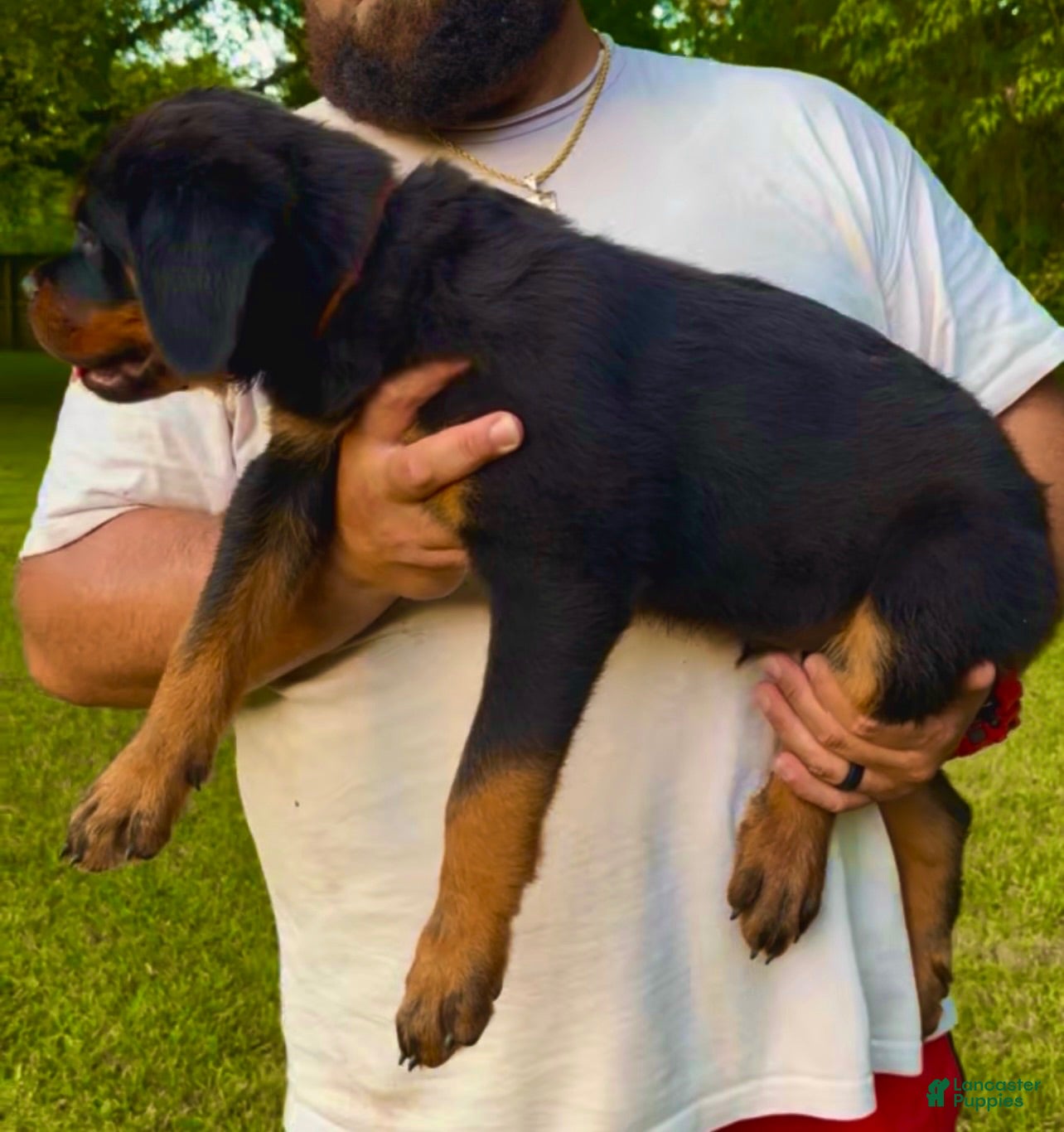 Rottweiler dogs Brown Collar Male - Ad 8
